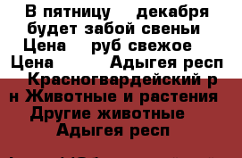 В пятницу 29 декабря будет забой свеньи. Цена 450руб.свежое. › Цена ­ 450 - Адыгея респ., Красногвардейский р-н Животные и растения » Другие животные   . Адыгея респ.